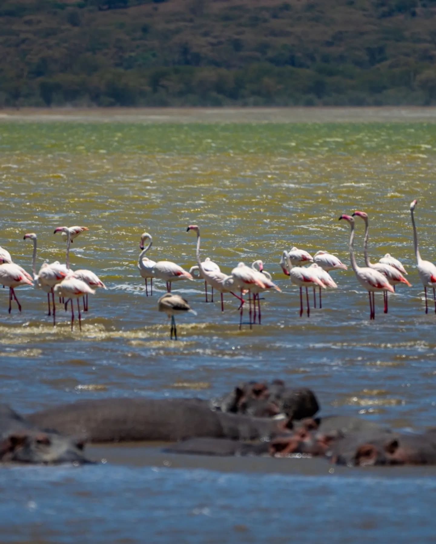 3 Days Authentic Tanzania