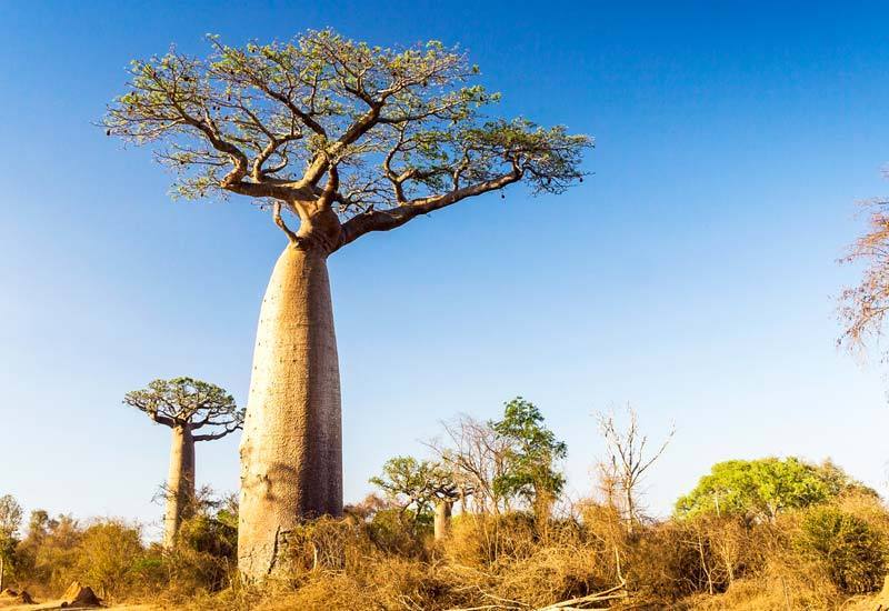 3 Days Authentic Tanzania
