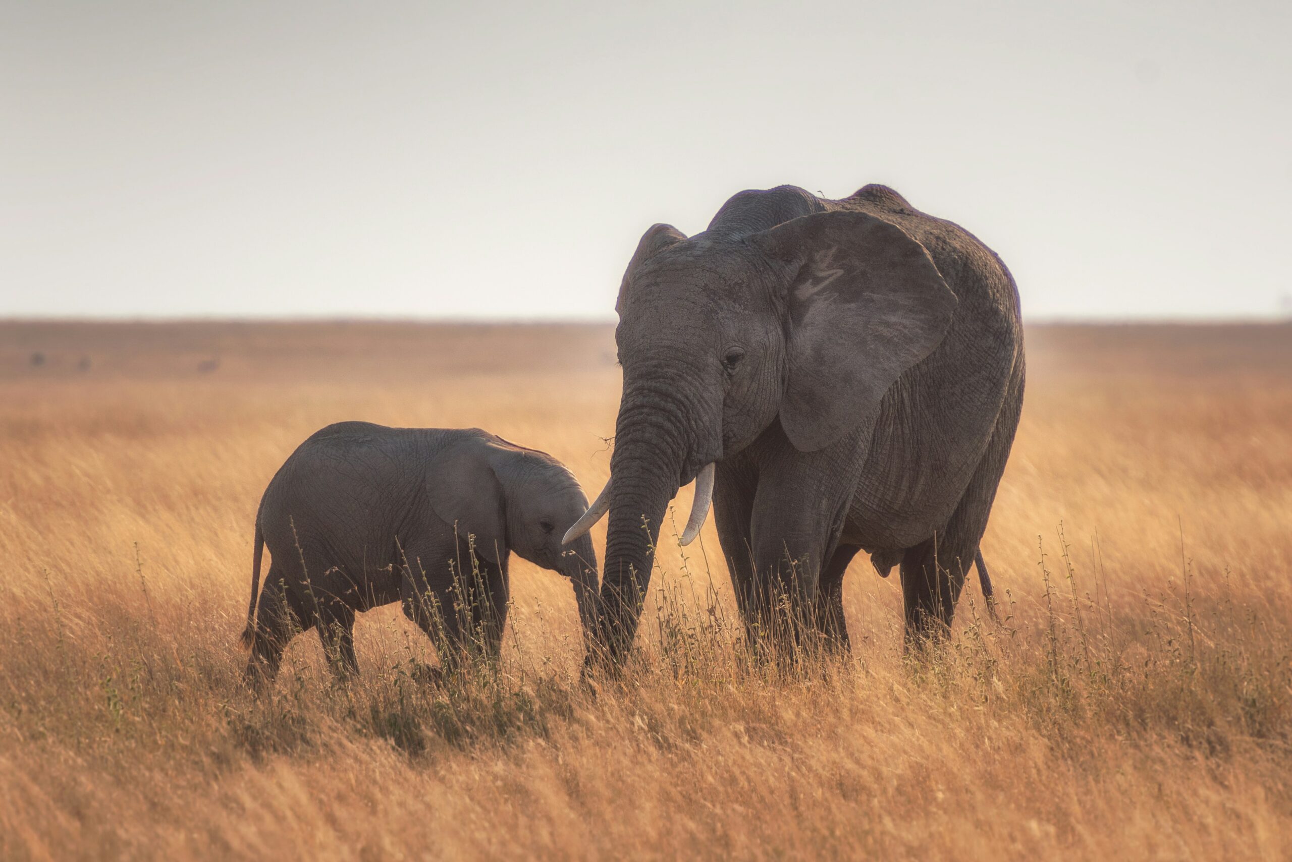 Tarangire National Park Tarangire National Park