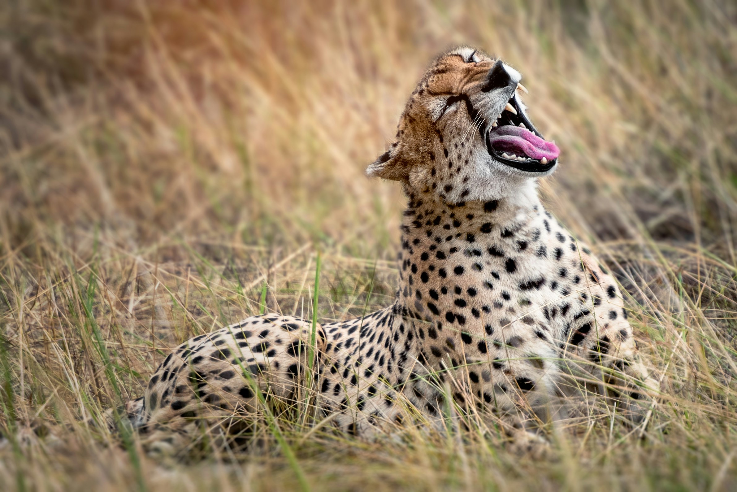 Tarangire stands out among its peers thanks to an abundance of two of nature’s giants