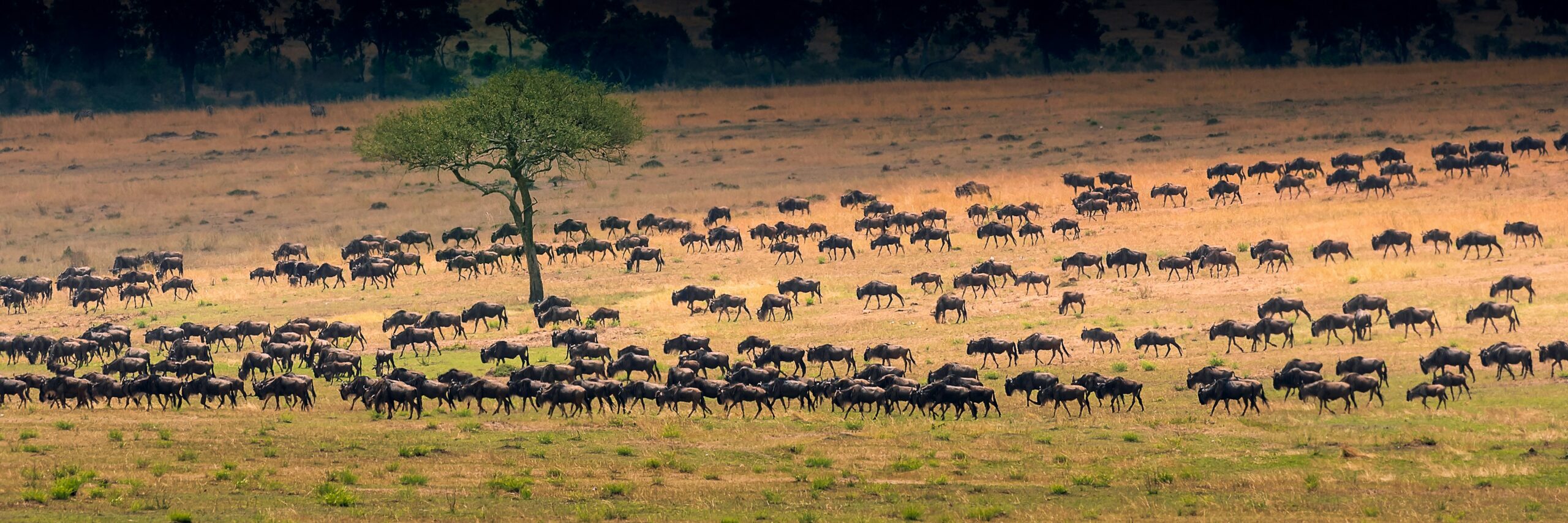 3 Days Authentic Tanzania 3 Days Authentic Tanzania