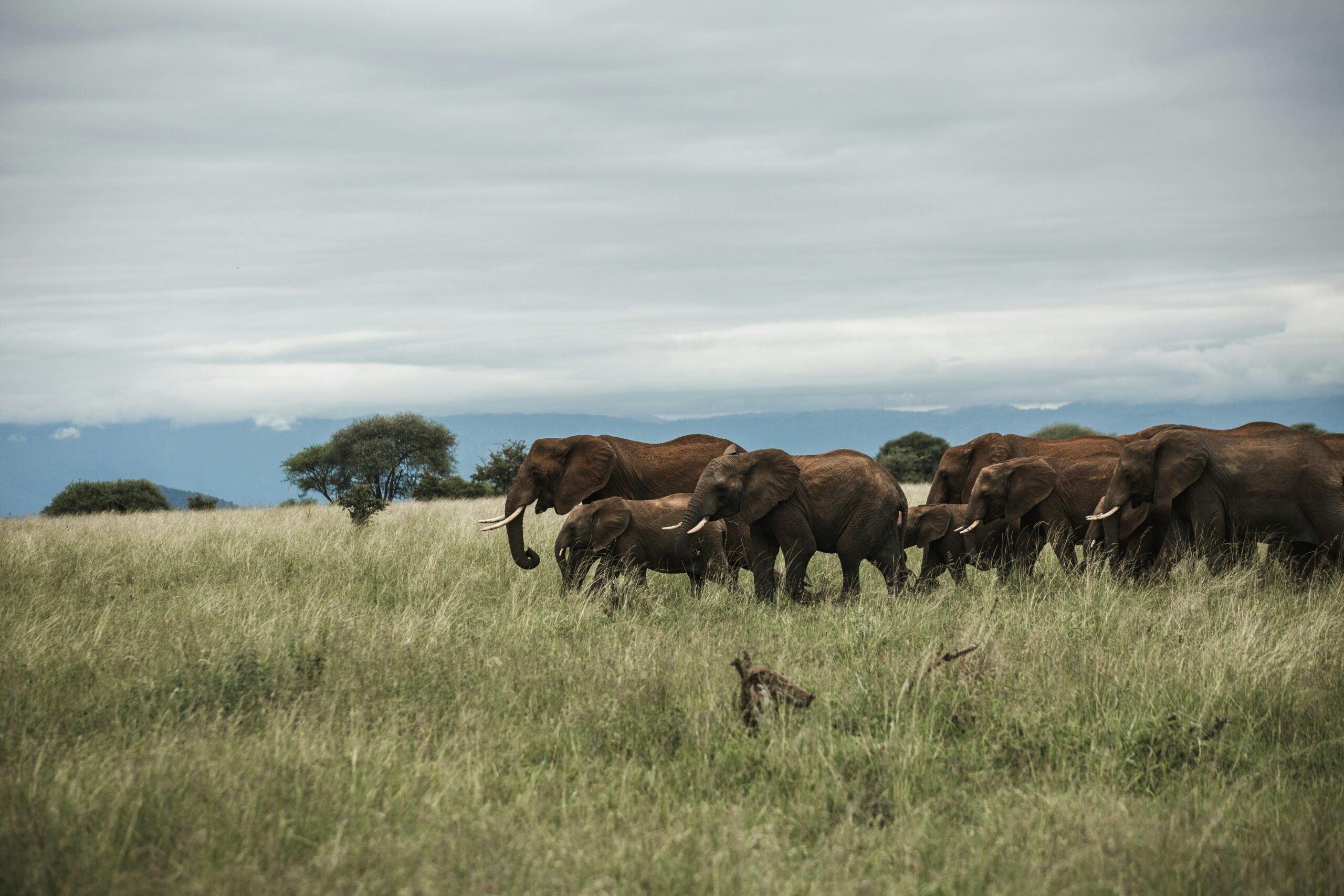 LAKE MANYARA, NGORONGORO CRATER, TARANGIRE