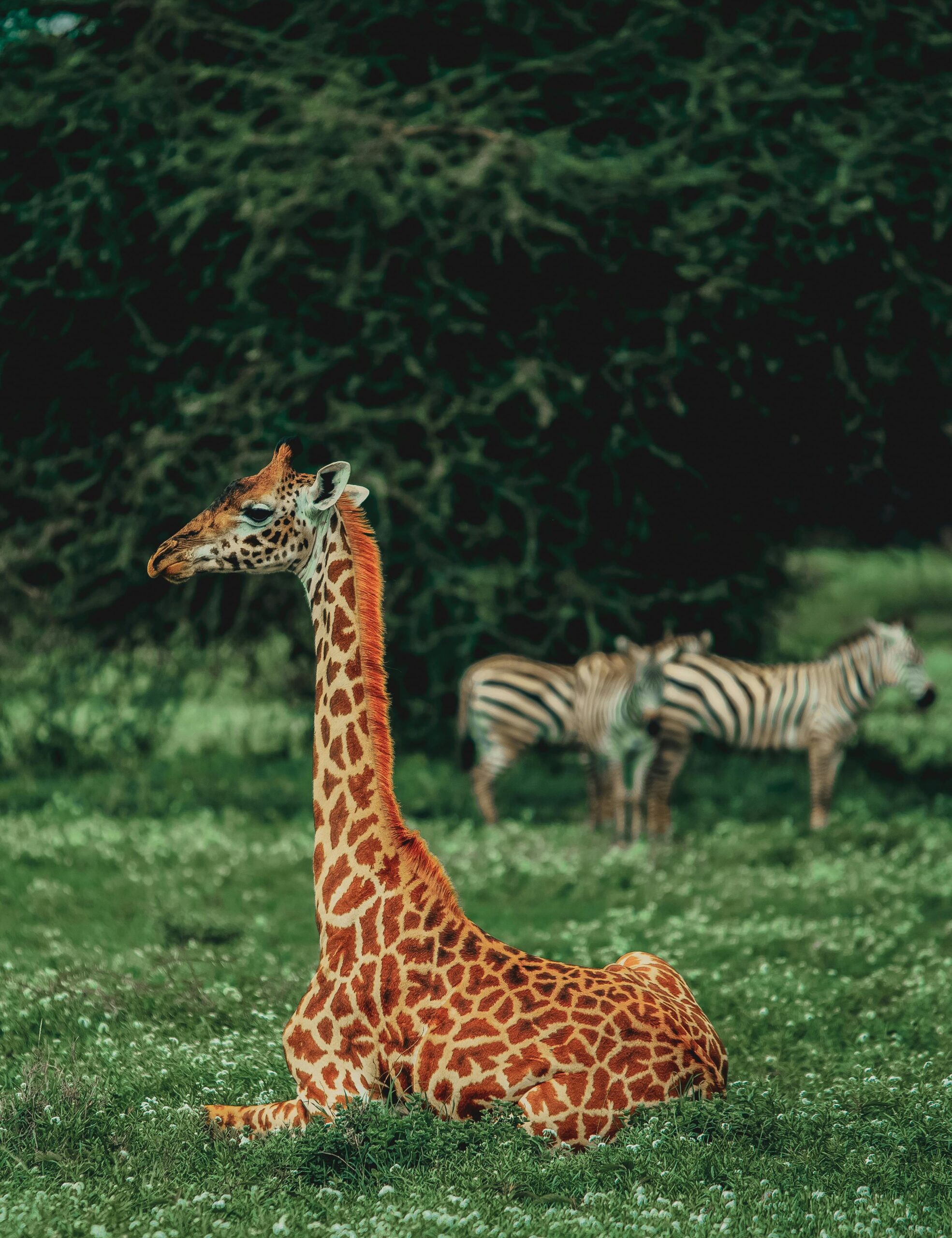 10 Days Exclusive Serengeti Safari Journey for Migration River Crossing