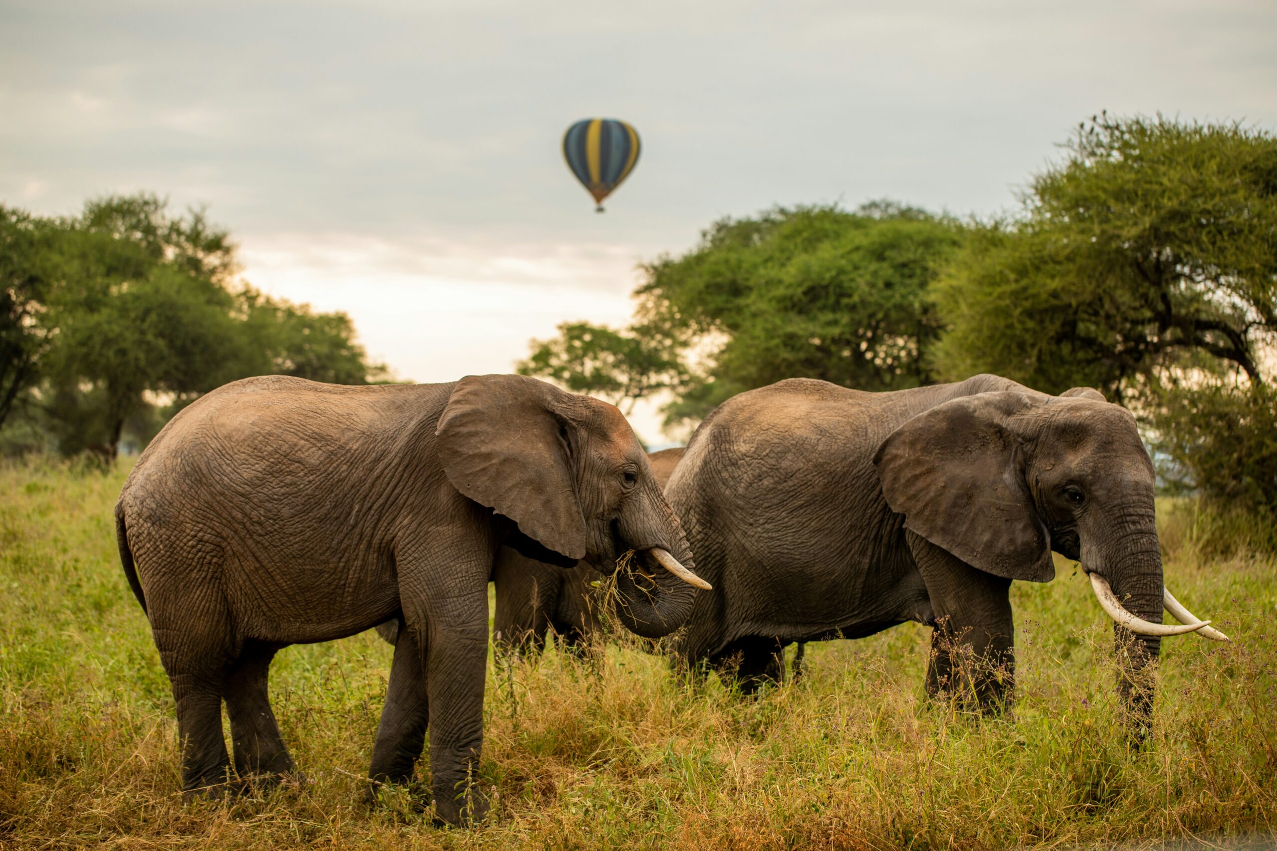 3 Days Authentic Tanzania