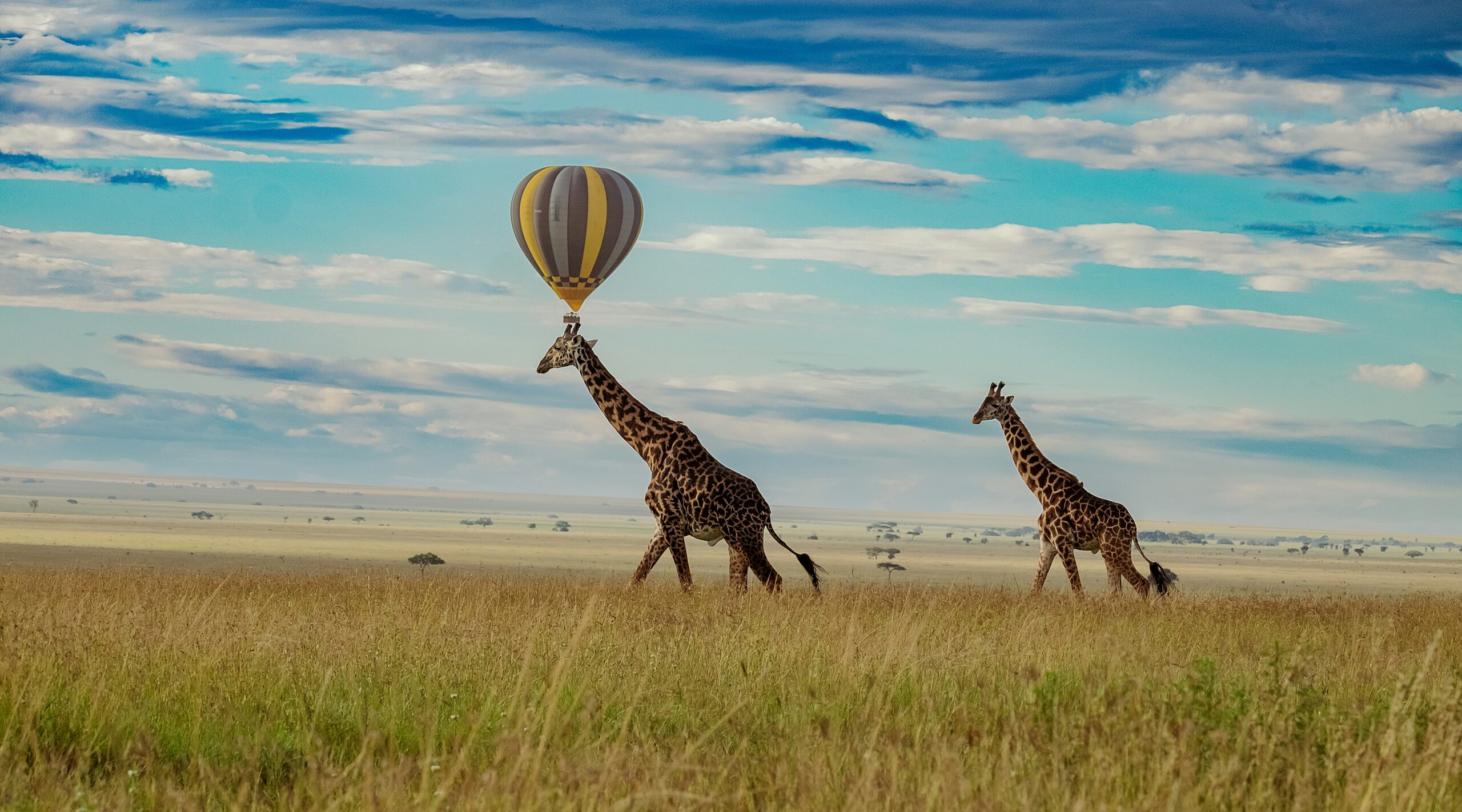 Tarangire, Serengeti, Ngorongoro,Lake Manyara