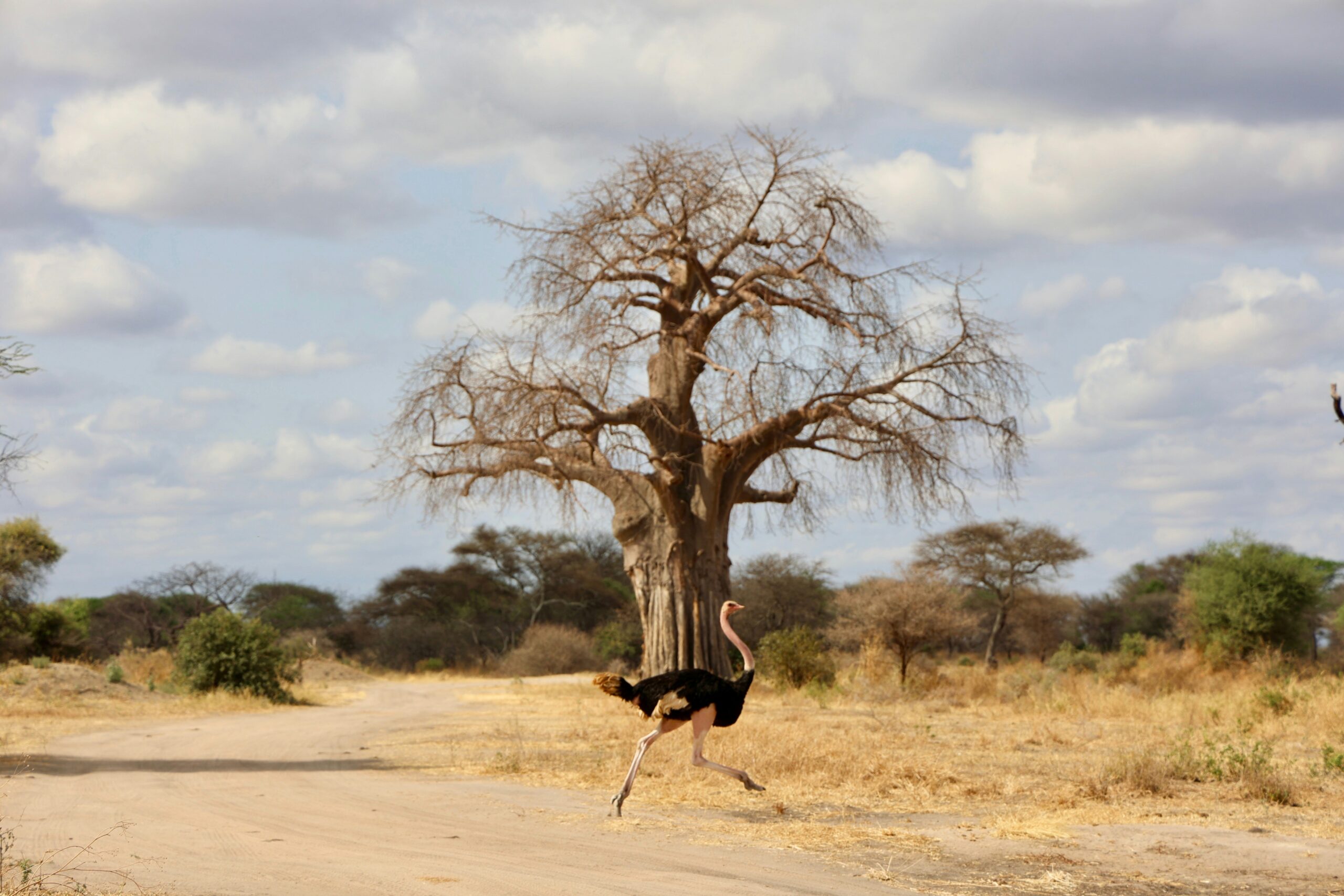 3 Days Authentic Tanzania