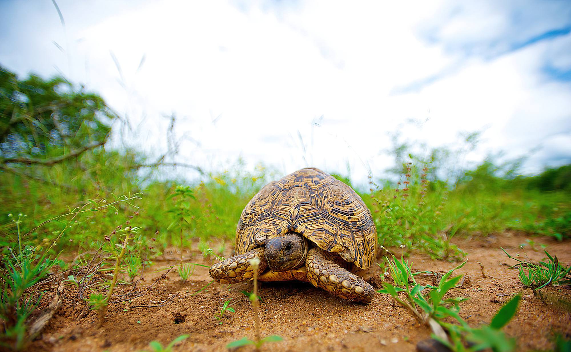 Day trip to Mkomazi National Park