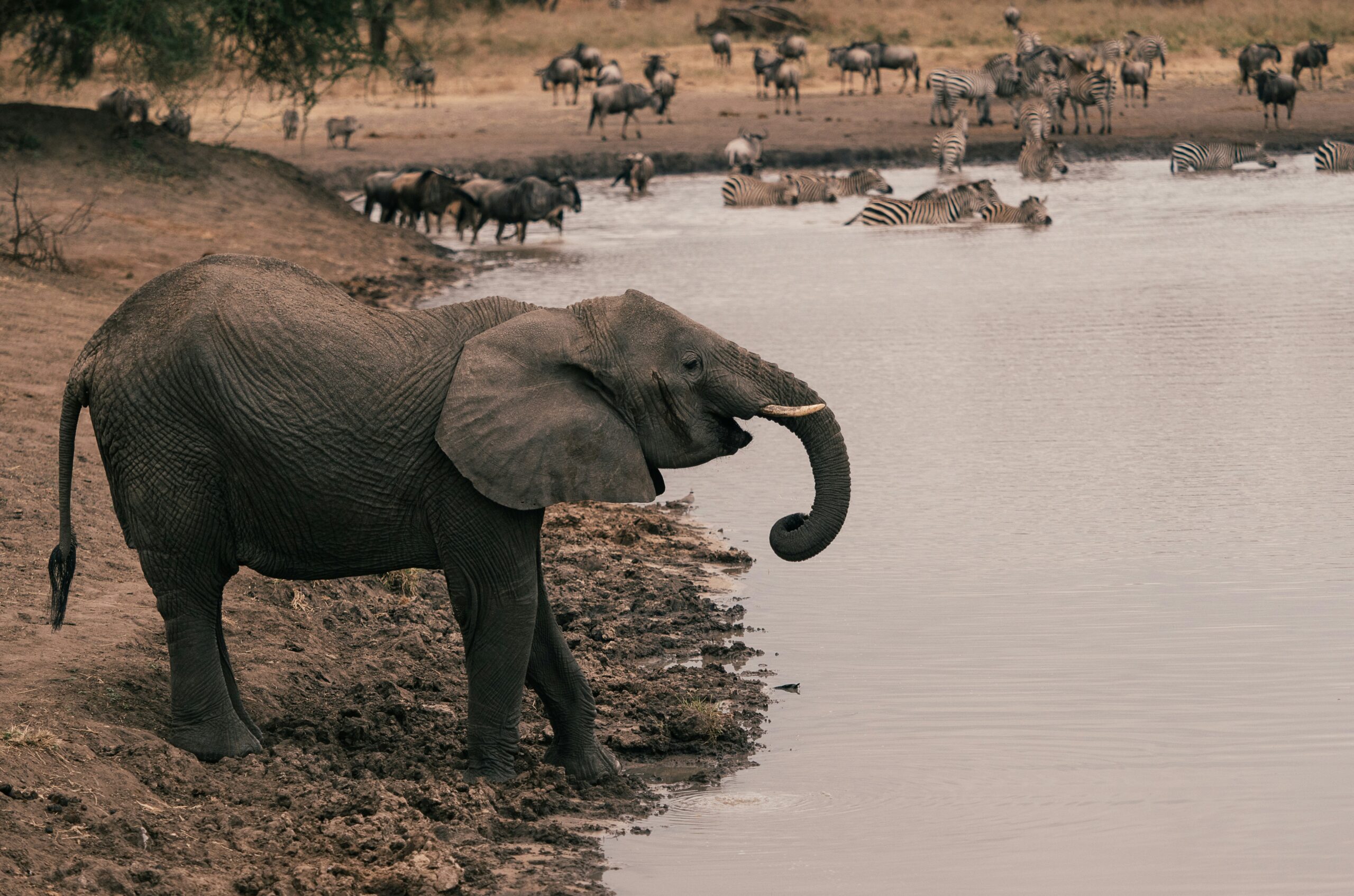 Tarangire stands out among its peers thanks to an abundance of two of nature’s giants